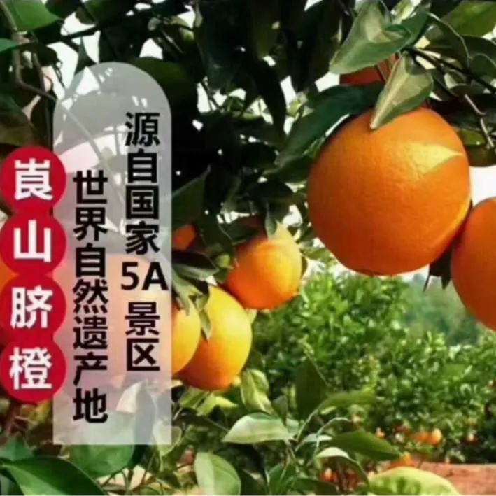 湖南新宁崀山纽荷尔脐橙种植基地新鲜采摘，当季现摘水果橙子