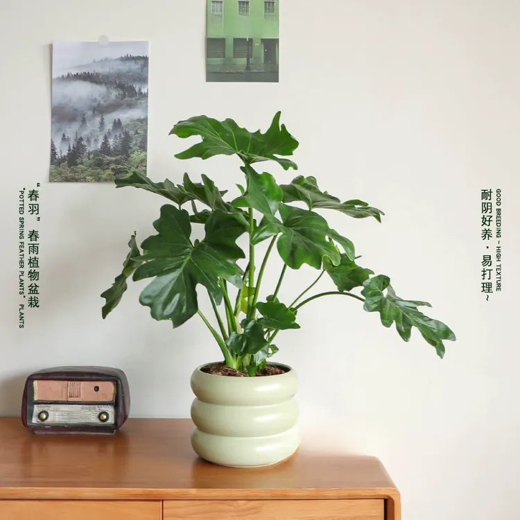【春雨】春羽盆栽龙鳞春雨水培蔓绿绒植物室内外四季常绿观叶