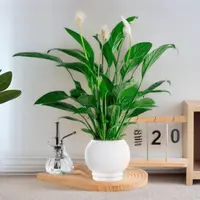 一帆风顺白掌盆栽室内水培花卉好养绿植可净化空气
