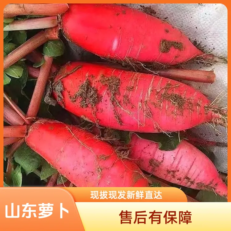 山东新鲜农家自种红皮沙土地辣萝卜泡菜