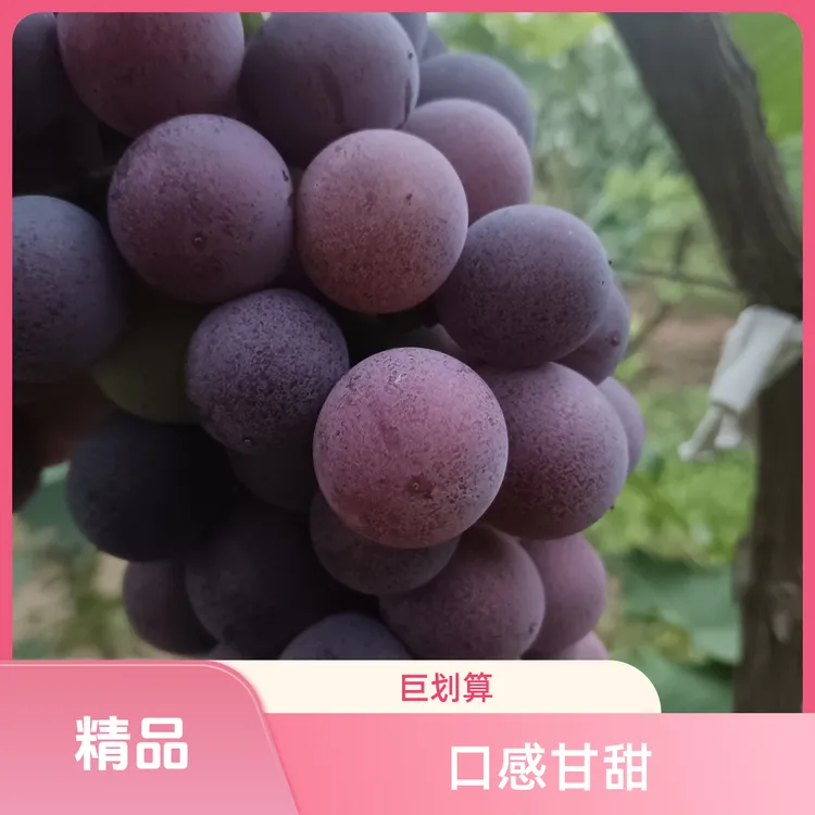 现采现发新鲜巨峰葡萄顺丰发货当季水果
