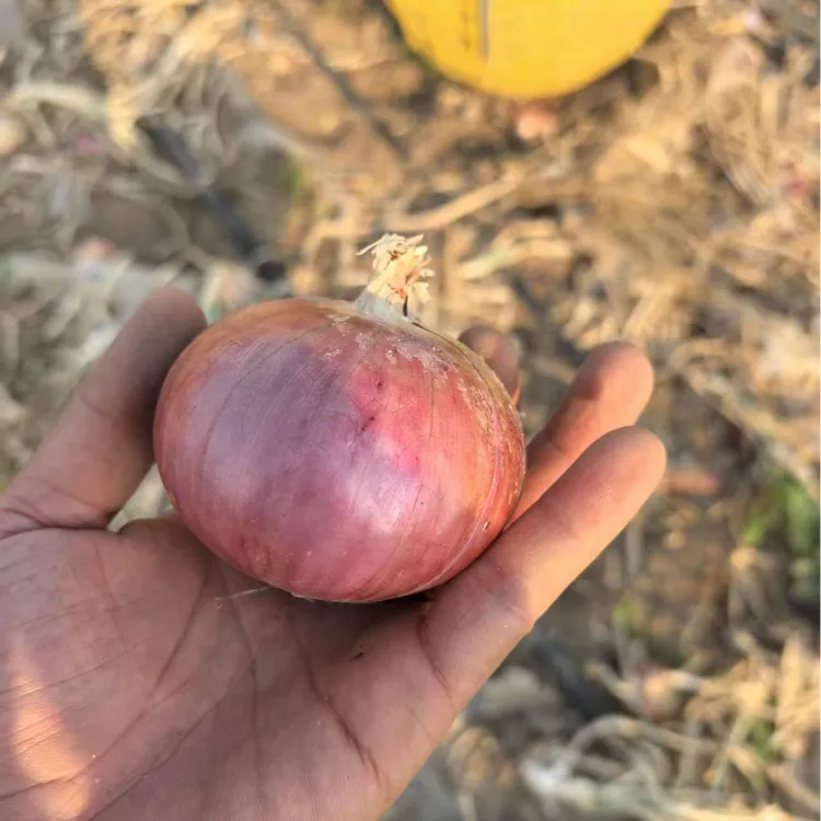 【精品秦红宝】陕西兴平新鲜现挖水果洋葱可生吃口感微甜肉厚