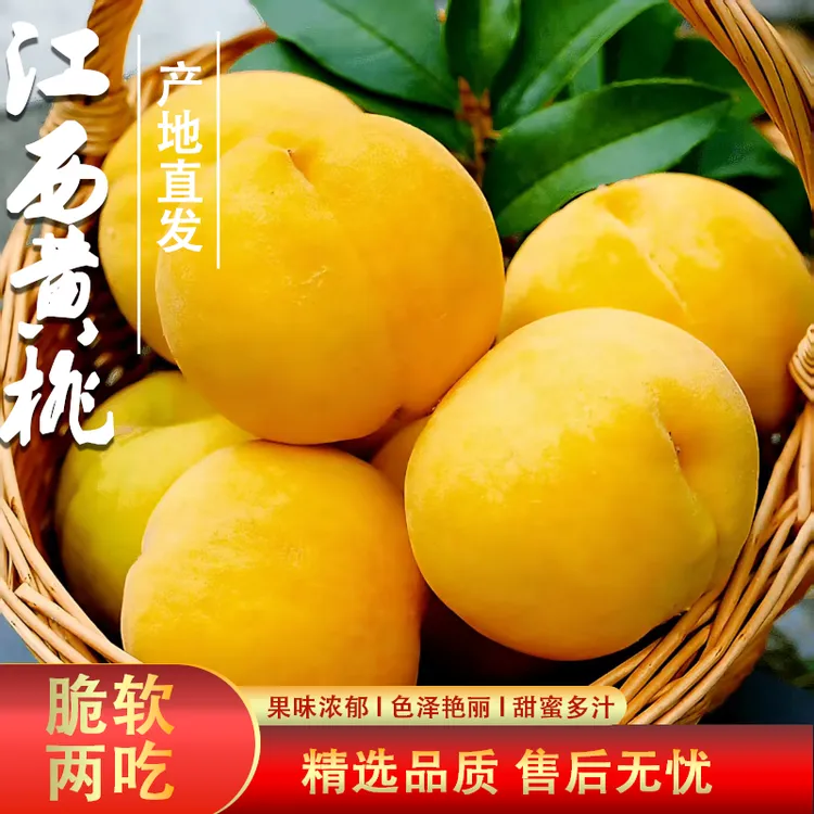 江西钓峰黄桃新鲜应季水果爆汁蜜香味浓郁10斤装现摘现发顺丰包邮