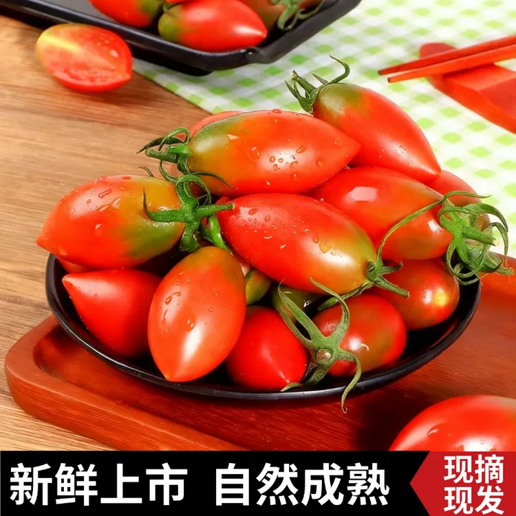 【新鲜上市】露天种植紫弹头小番茄自然熟西红柿圣女果青柿子现摘