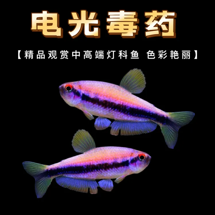 鱼缸繁殖精品F1电光毒药中高端南美灯科适合草缸南美缸饲养