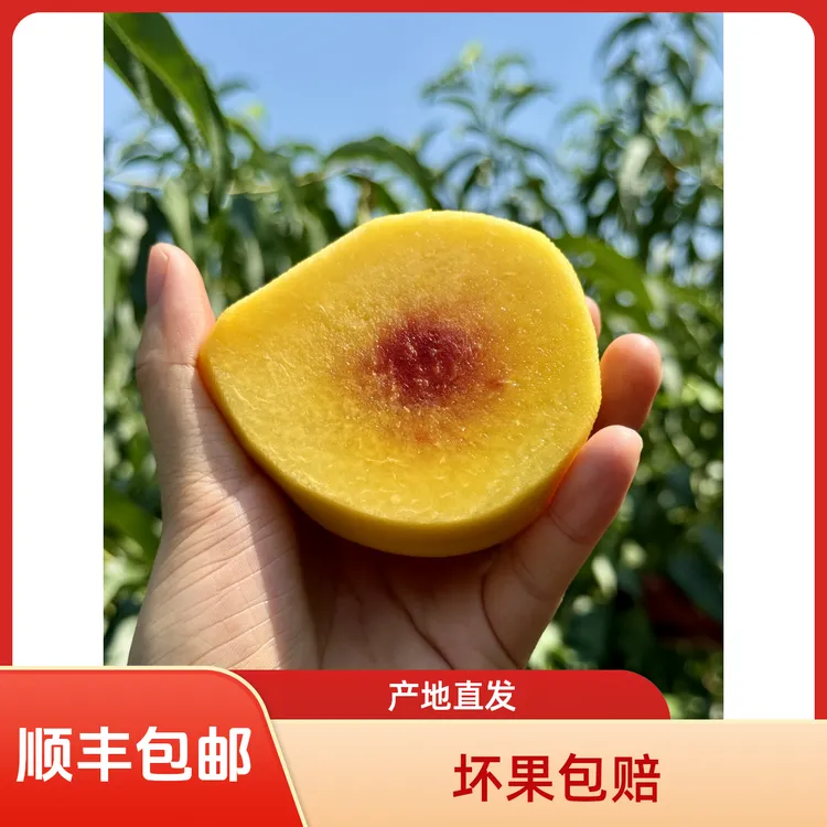 炎陵黄桃新鲜水果10斤当季现摘桃子露天蜜桃脆甜黄肉毛桃大果整箱