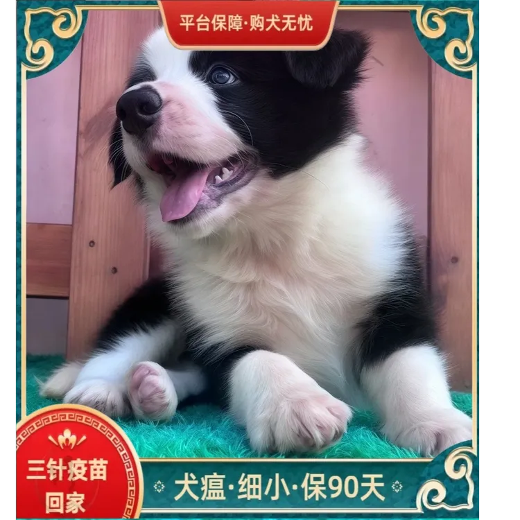 纯种萌宠边境牧羊犬宠物适合家养的中型犬