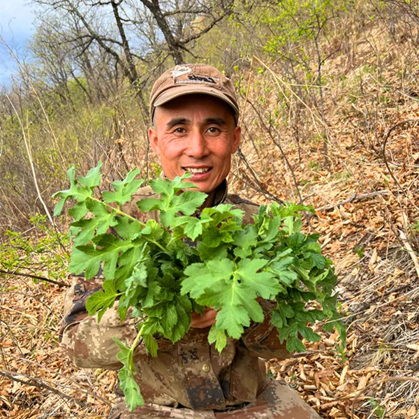 东北大勇抖音粉丝福利老山芹焯水1000克（加盐发货）