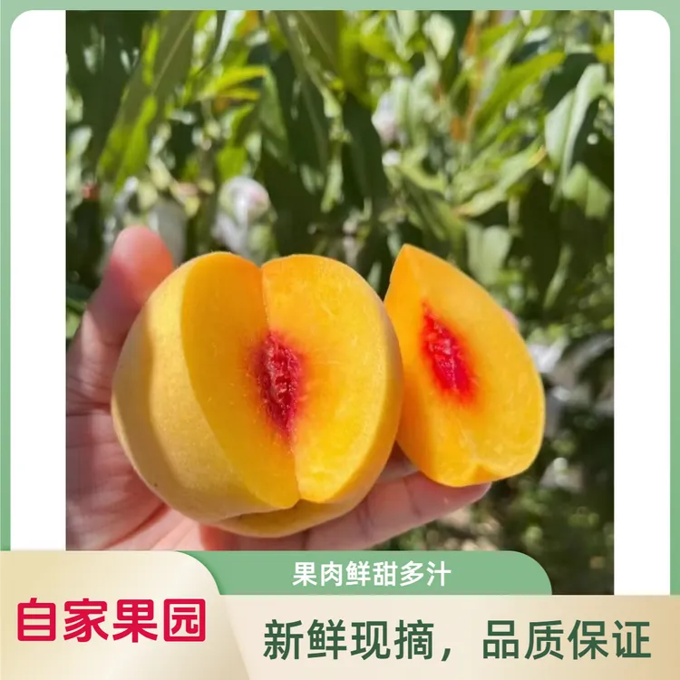 【顺丰包邮】自家果园现摘现发施农家肥精品黄桃 脆甜可口 