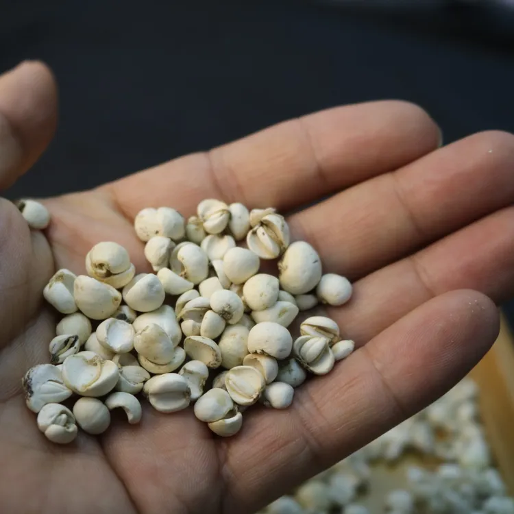 【川贝碎瓣】野生川贝母半子碎瓣性价比超高阿坝正品100%川贝粉