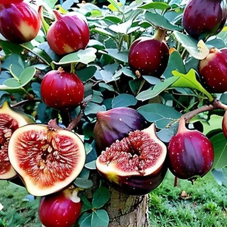 【新手推荐】波姬红无花果苗品种南北方均可种植盆栽地栽耐寒