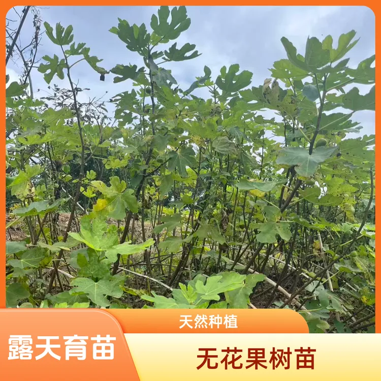 无花果树苗 裸根发货 芭劳奈 斯特拉 波姬红 家庭种植首选 
