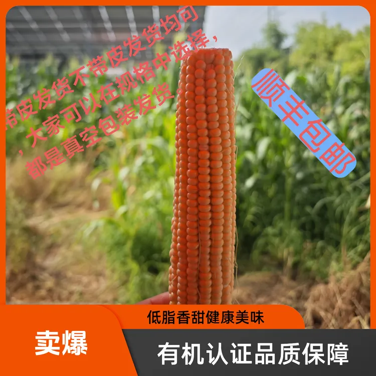 有机0农药-小时候的味道低脂香甜笨玉米-顺丰包邮