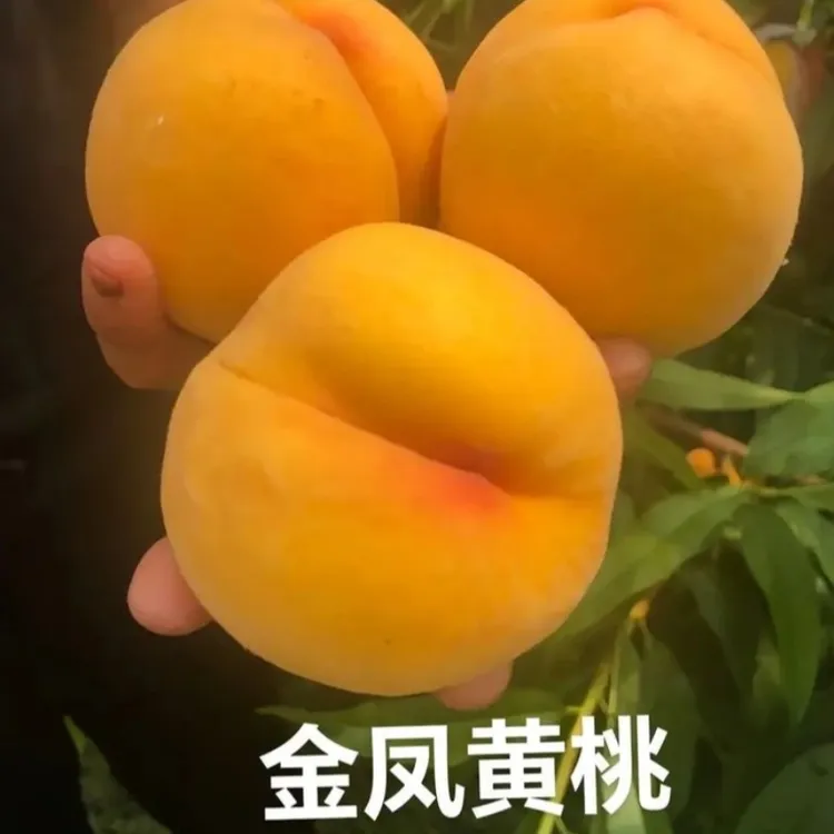 黄金凤嫁接桃树苗南方北方种植盆栽地栽当年结果养死包赔