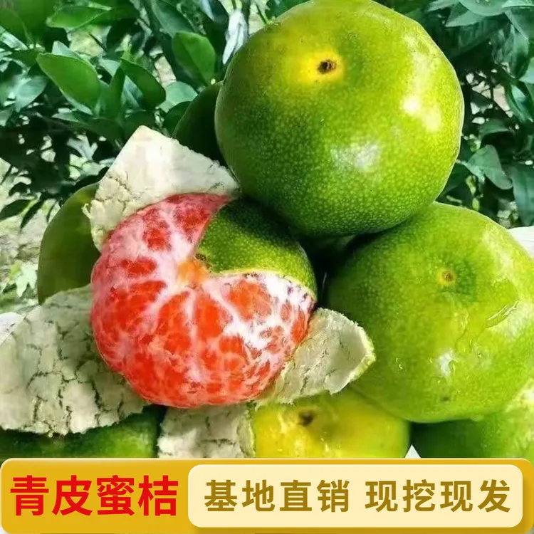 特早熟无籽青皮蜜桔日南一号嫁接橘子树苗南方北方果树苗盆栽桔子