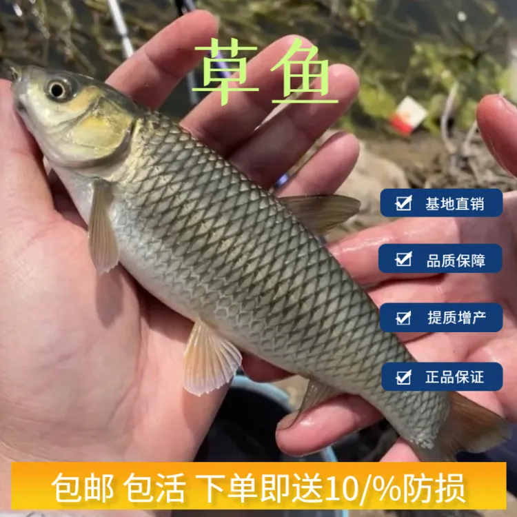 优质草鱼淡水食用活体宠物活体水族特大草皖鱼观赏批发养殖包邮