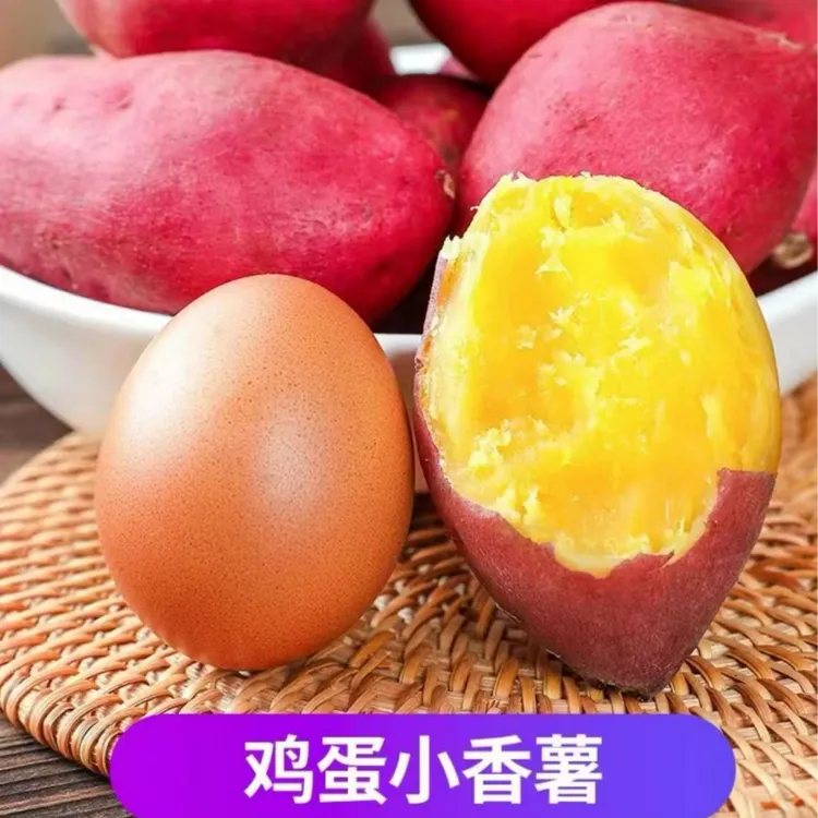 【鸡蛋薯】正宗板栗小香薯5斤装新鲜形似鸡蛋粉糯香甜黄心辅食