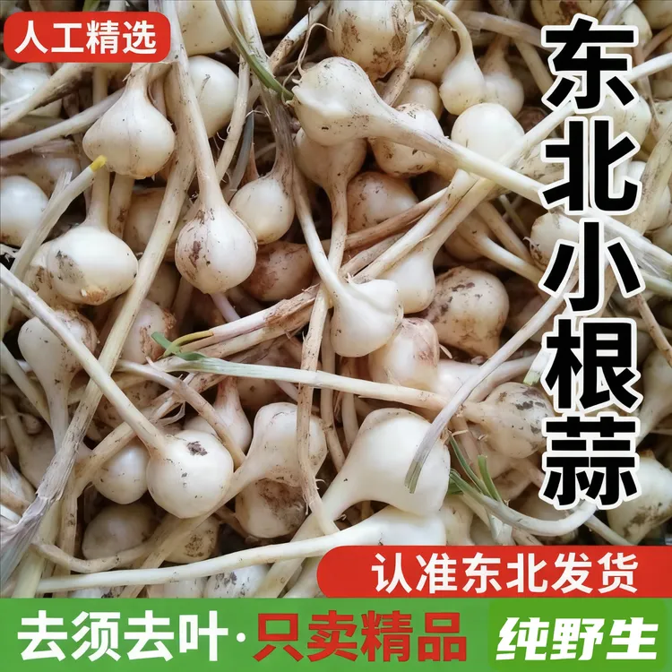 东北2025秋季头茬野生小头蒜大脑瓜崩现挖新鲜野菜小根蒜