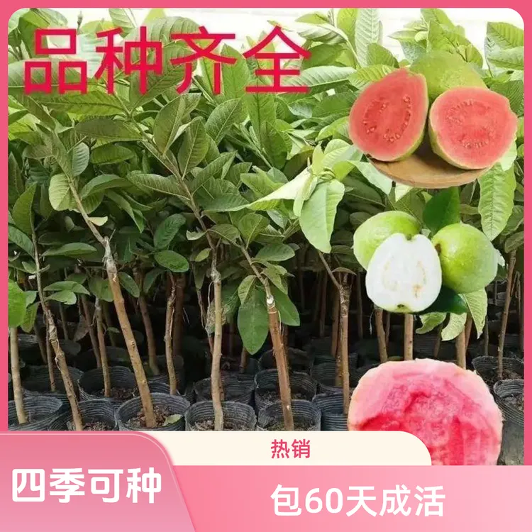 正宗嫁接珍珠白肉番石榴苗红宝石苗四季常青红心芭乐胭脂红果树苗
