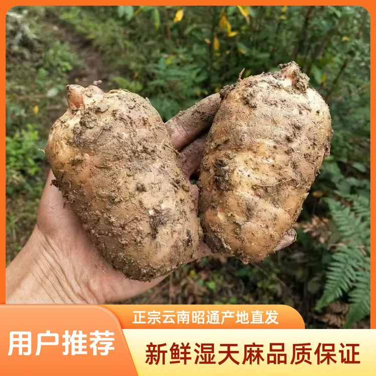 正宗新鲜湿天麻云南昭通彝良小草坝产地直发炖鸡煲汤泡酒营养送礼