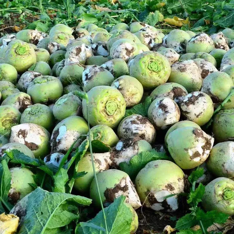 赤峰芥菜疙瘩，新鲜辣菜疙瘩，大头菜现挖现发