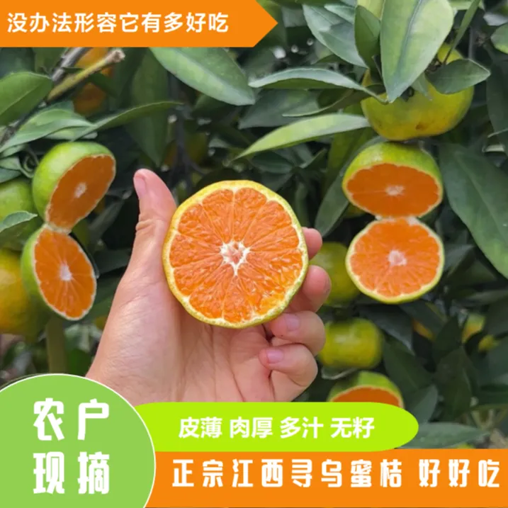 【寻乌蜜桔】江西赣南农户新鲜采摘青皮桔子孕妇水果薄皮酸甜多汁