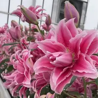秋百合1颗进口【伊莎贝拉】18/20重瓣香水百合庭院阳台花球