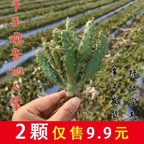 仙人掌千手观音摇钱树多肉植物盆栽室内花卉商品图