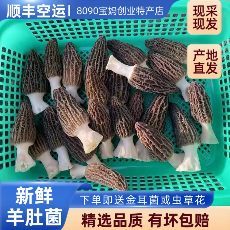 上芸端 云南新鲜羊肚菌高海拔林下种植【半野】肉厚无沙去泥脚鲜嫩