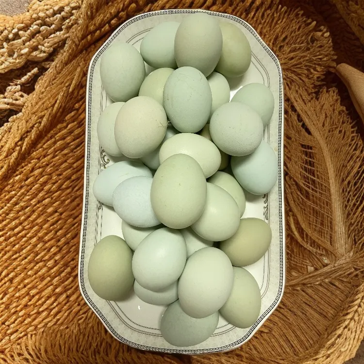 农家散养新鲜绿壳蛋现捡土鸡蛋营养丰富
