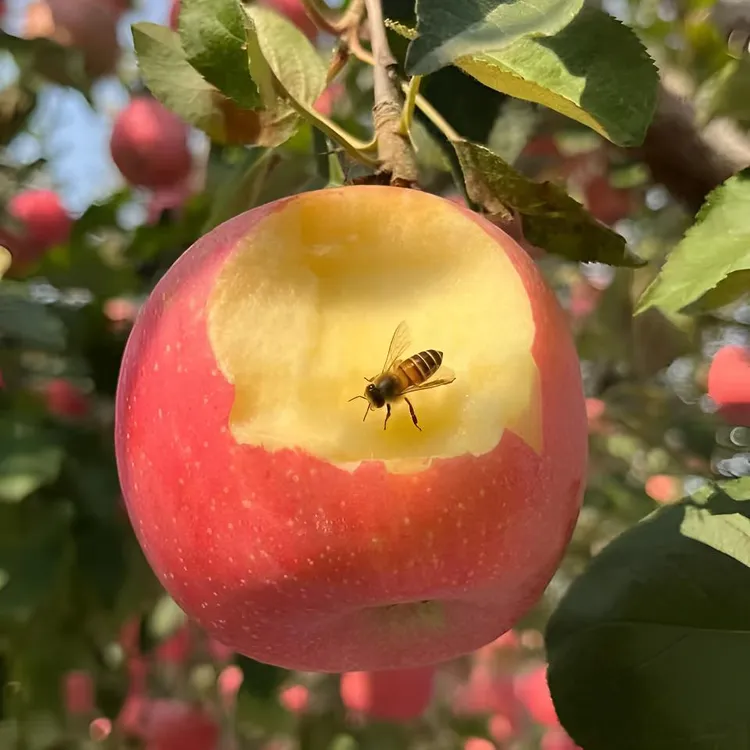 当季山西万荣纸加膜冰糖心红富士苹果脆甜多汁果香浓郁产地直发