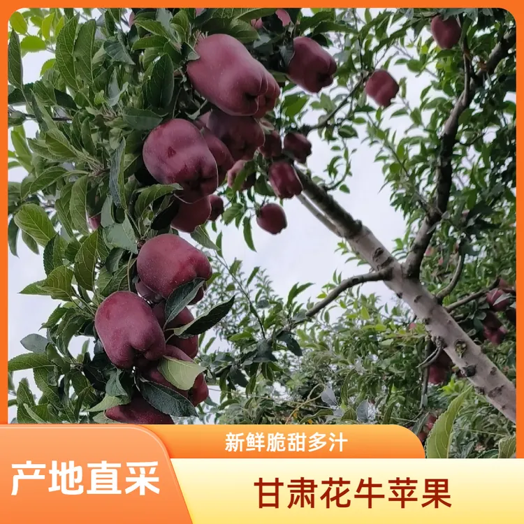 甘肃天水花牛苹果新鲜现摘脆甜多汁源头现发