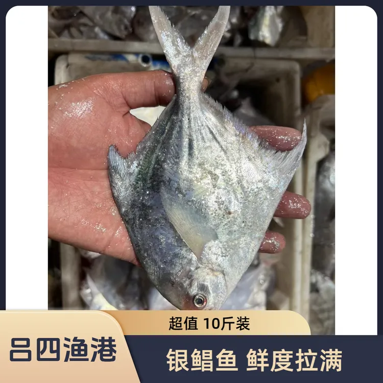 吕四本港海捕银鲳鱼5斤装（1斤5条规格）