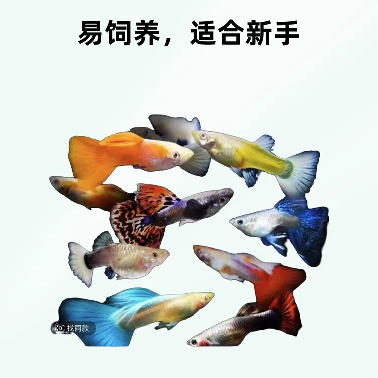 精品孔雀鱼全家福混搭混发大尾小型热带观赏鱼孔雀鱼观赏鱼耐活