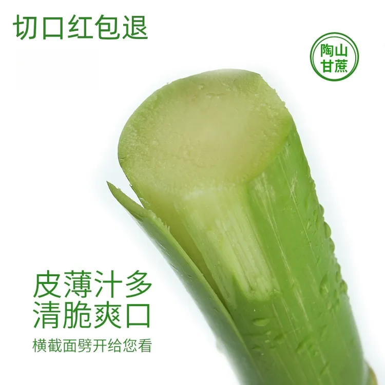 正宗陶山甘蔗白玉青皮绿皮甘蔗口感脆甜皮薄多汁新鲜水果