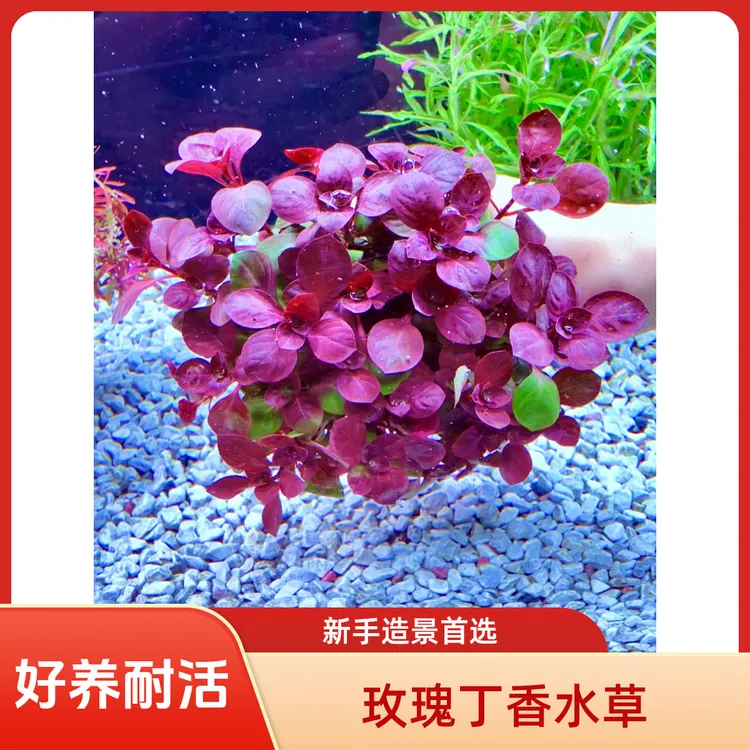 玫瑰丁香  水草坨草丁香坨草真草适合新手鱼缸造景好养耐活