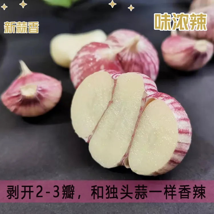 2025年新蒜云南紫皮丫蒜元宝蒜现挖现发包邮产地直发蒜味香辣浓郁