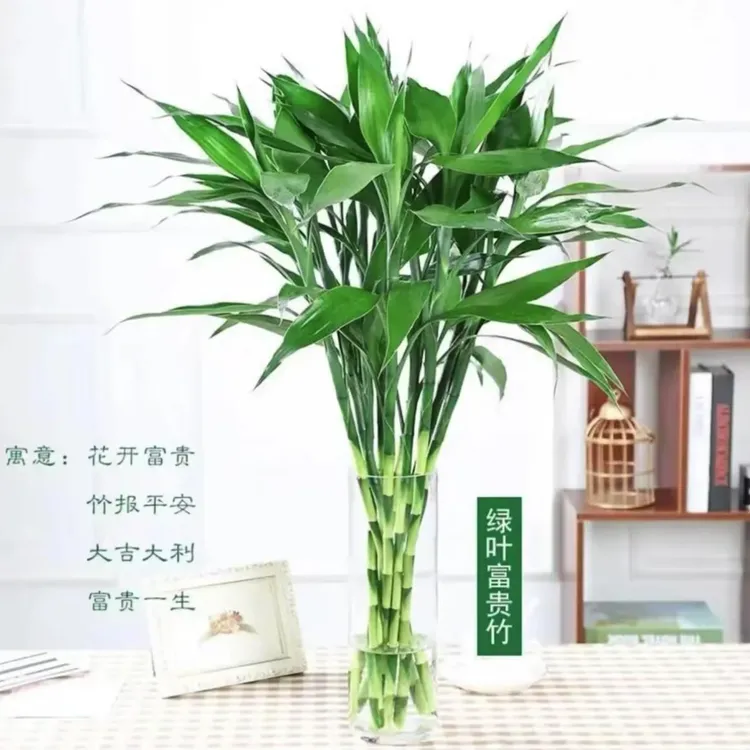 70-90厘米精品竹大叶富贵竹水培植物室内净化空气吸醛绿植