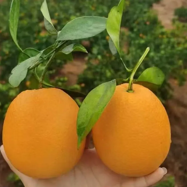（皖北洋妞精选）江西特产脐橙现摘现发