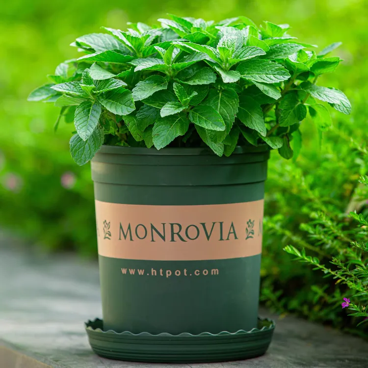 薄荷盆栽可食用水养水培留兰香薄荷室内吸净化空气花卉绿植植物
