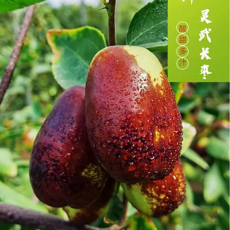 【顺丰包邮】宁夏灵武鲜长红枣脆甜皮薄香甜优质精选甘甜红枣