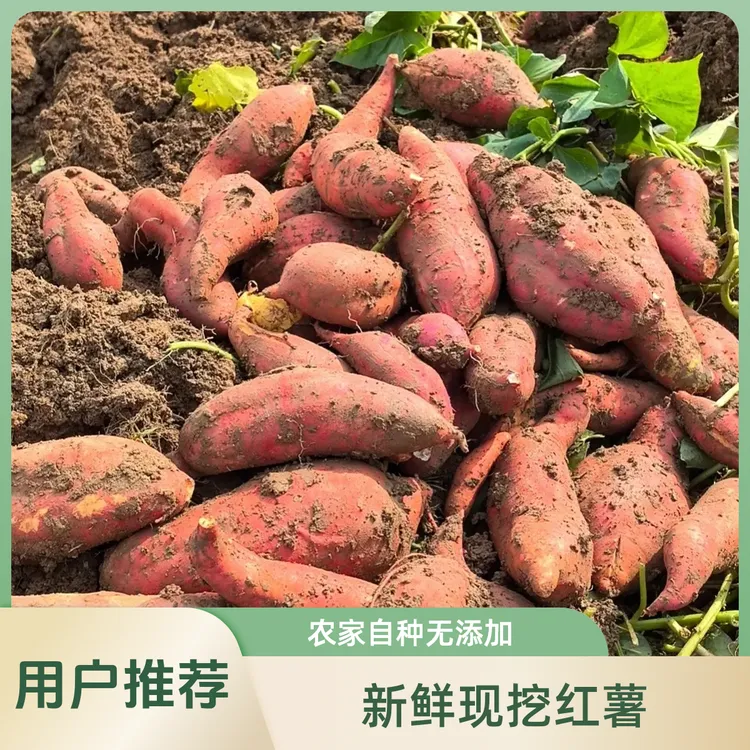 白家姑娘农家自种甜糯红皮红心红薯