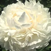【奶油碗】芍药裸根带芽发货-重瓣-包对版-