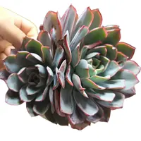 赫拉脱土发货(拼满15元包邮)多肉植物阳台露台办公室