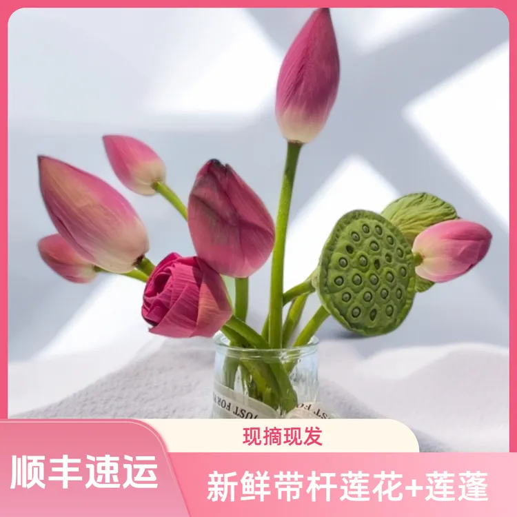 【顺丰包邮】新鲜采摘单瓣荷花观赏莲花花苞带杆莲蓬水培禅意可食用