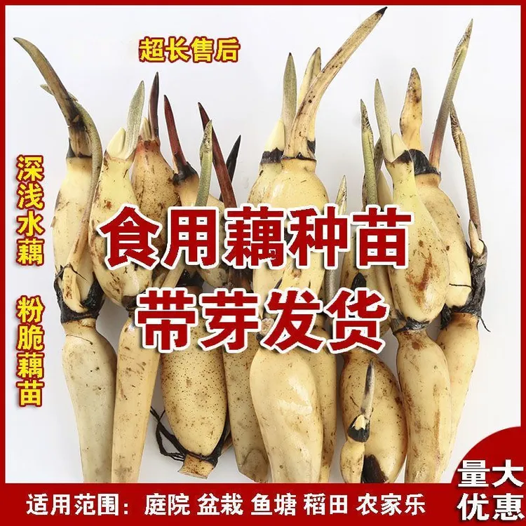 【藕苗食用】高产食用莲藕种苗盆栽池田种植菜藕苗观赏荷花莲花菜