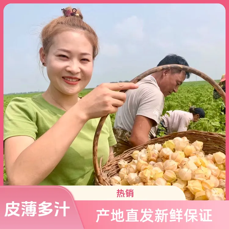 东北黑龙江正宗小姑娘果当季新鲜黄菇娘精品果