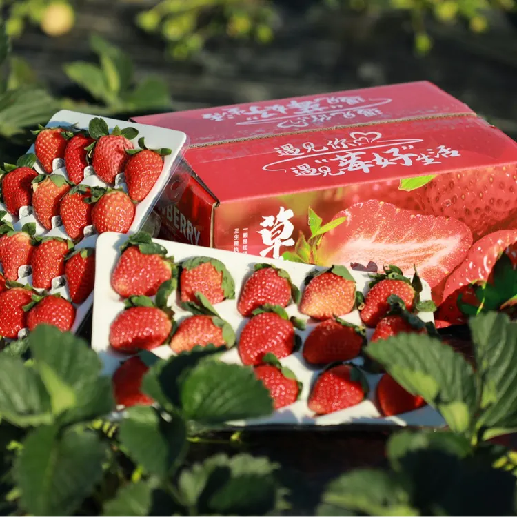 【顺丰/京东】大凉山草莓99新鲜现摘应季水果包邮孕妇可食非丹东