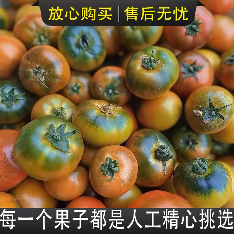 草莓柿子铁皮草莓西红柿新鲜应季水果小番茄铁皮柿子铁皮西红柿