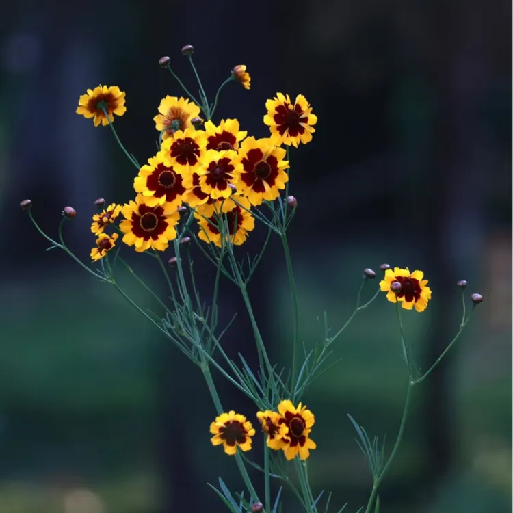 菊花鲜花水培养鲜枝真平头多色鲜切家庭插年宵花